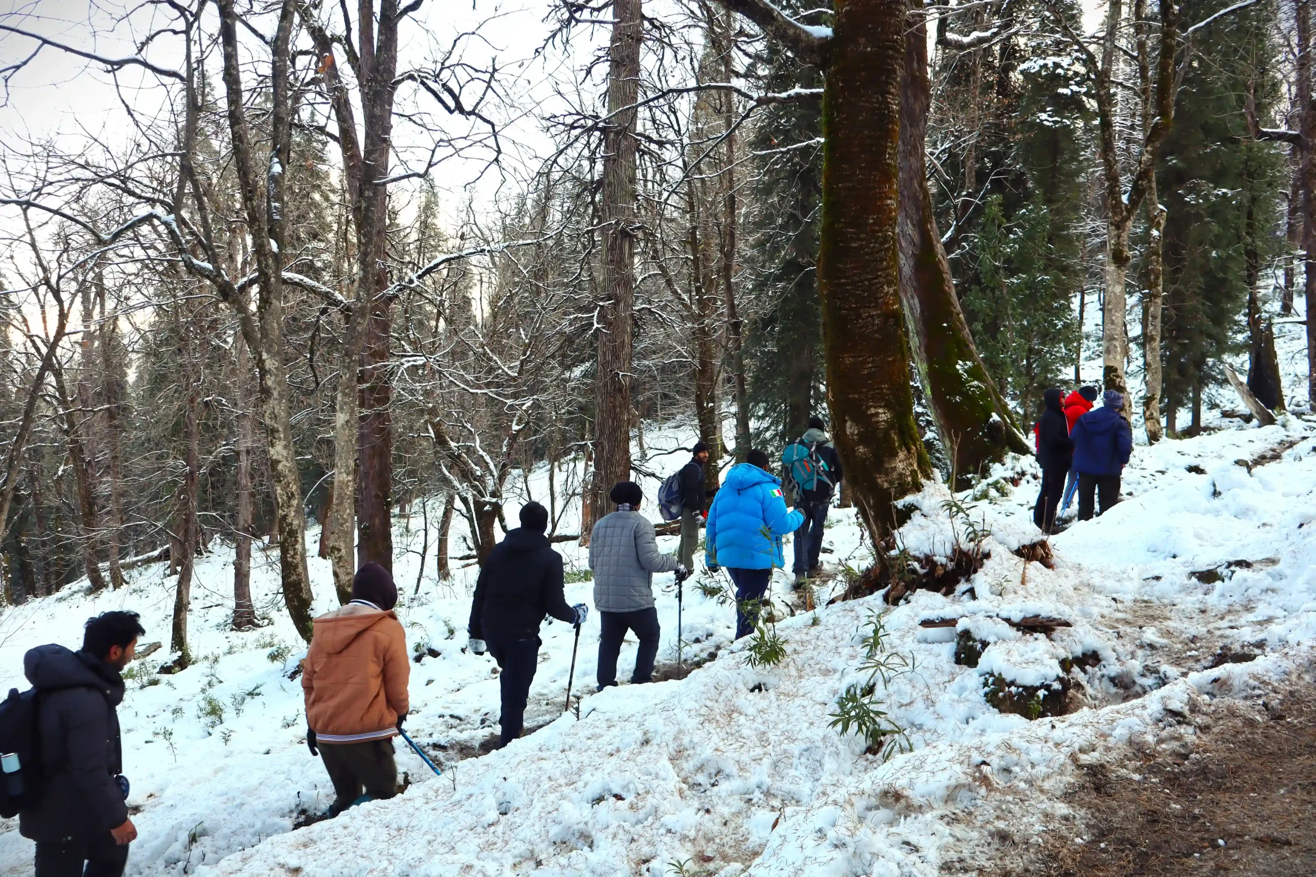 Trekkers walking through snow-covered pine forest on Kedarkantha trail