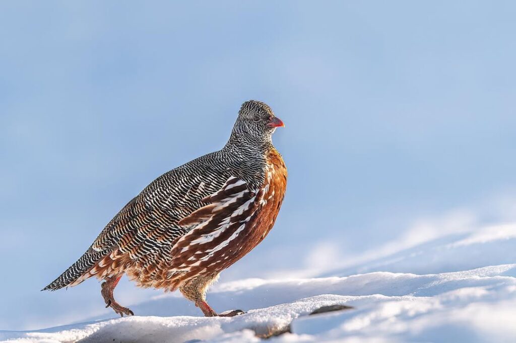Snow Partridge spotted on Kedarkantha trek