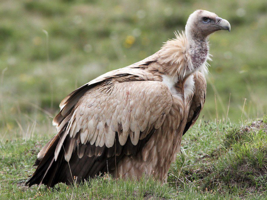 Himalayan Griffon Vulture spotted on Kedarkantha trek