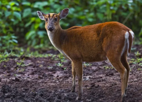 Wildlife Found at the Kedarkantha Trek — Exploring Nature’s Untamed Side