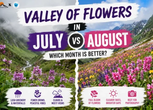 Valley of Flowers in July vs August – Which Month is Better?