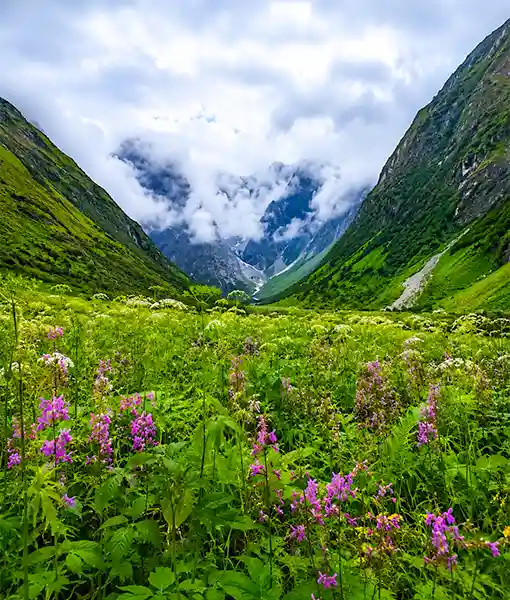 Valley of Flowers Trek